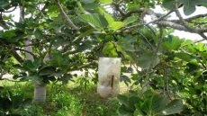 تين دكالة والمرسيط