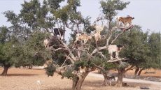 شجرة أركان مغربية يعتليها المعز