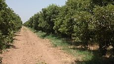 الفلاحة في المغرب زراعة الحوامض