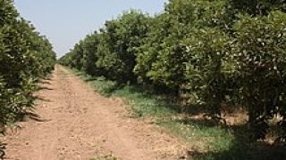 الفلاحة في المغرب زراعة الحوامض