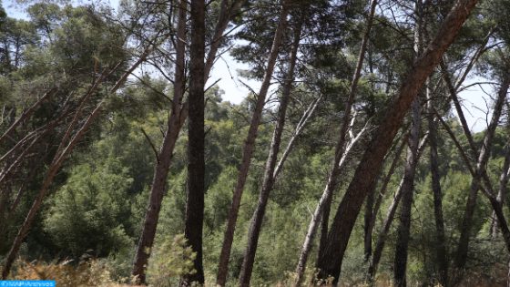 شجرة البلوط الفليني: دراسة عن واقعها في المغرب